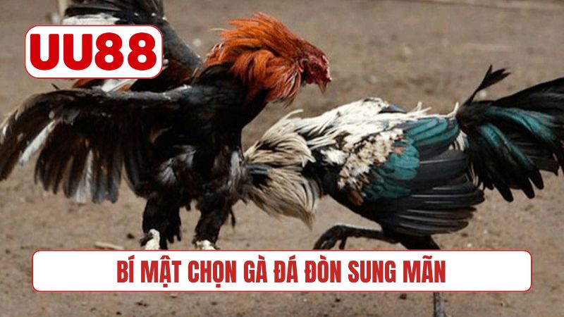 Bí mật chọn gà đá đòn sung mãn