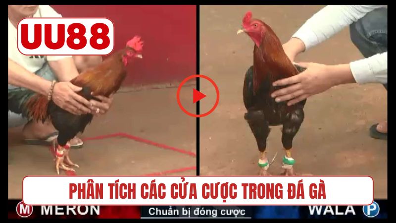 Phân tích các cửa cược trong đá gà
