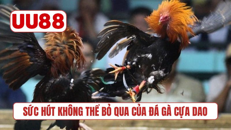 Sức hút không thể bỏ qua của đá gà cựa dao